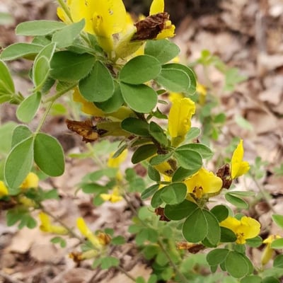 Cytisus villosus — flower