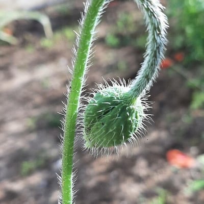 Papaver dubium — flower