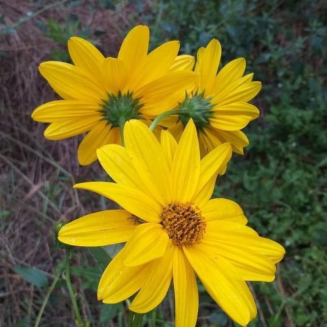 Helianthus tuberosus — flower