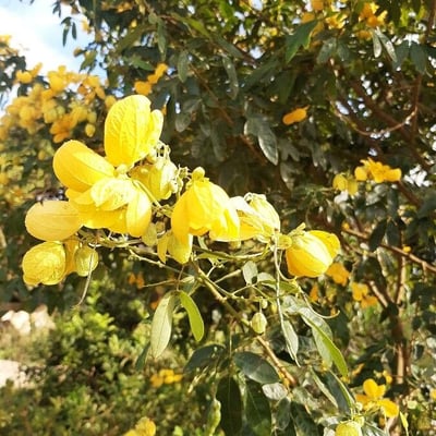Senna macranthera — flower