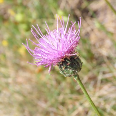 Klasea nudicaulis — flower