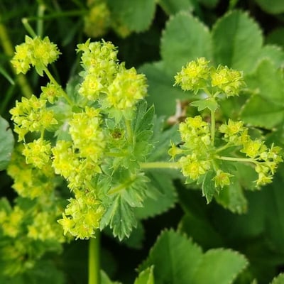 Alchemilla glaucescens — flower