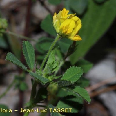 Medicago truncatula — flower