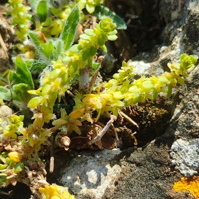Valantia muralis — flower