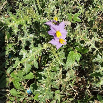 Solanum virginianum — flower