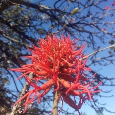 Erythrina abyssinica — flower