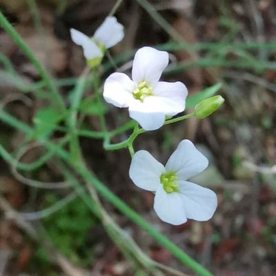 Arabidopsis halleri — flower