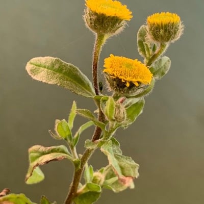 Pulicaria vulgaris — flower