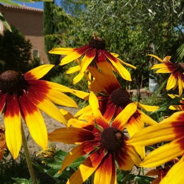 Rudbeckia hirta — flower