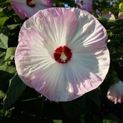 Hibiscus moscheutos — flower