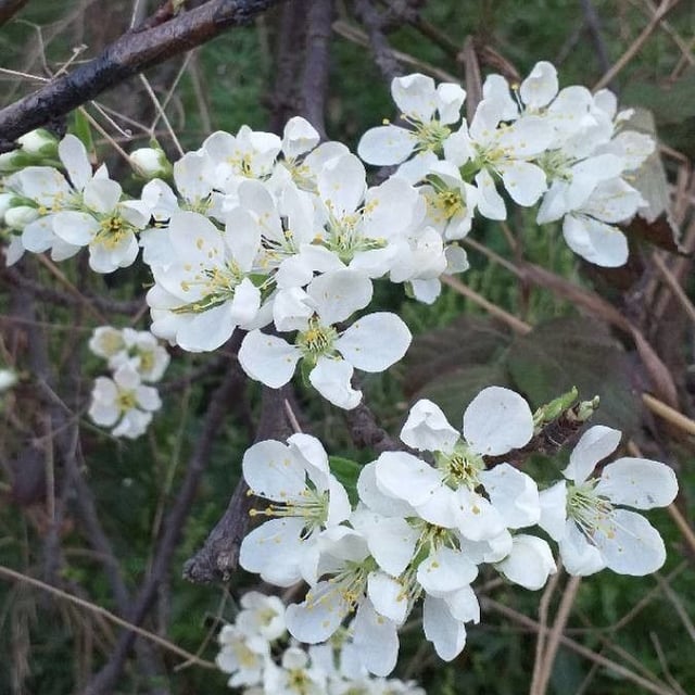 Prunus domestica — flower