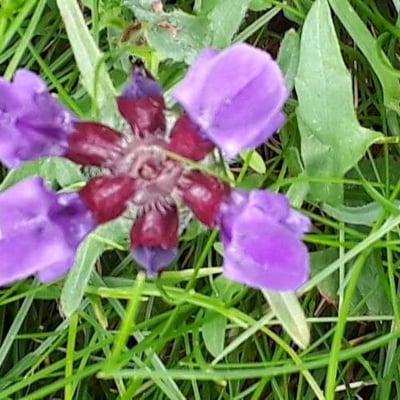 Prunella grandiflora — flower