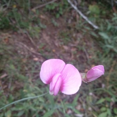 Lathyrus sylvestris — flower