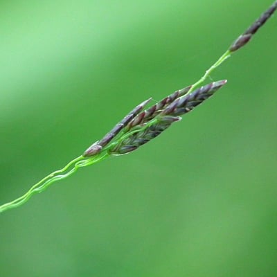Eragrostis pilosa — flower