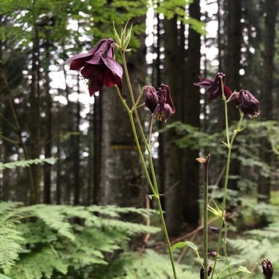 Aquilegia atrata — flower