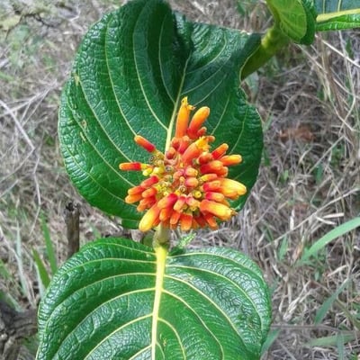 Palicourea guianensis — flower