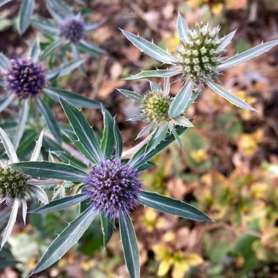Eryngium campestre — flower