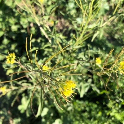 Sisymbrium irio — flower