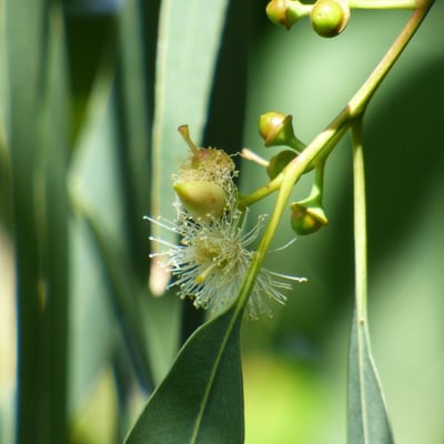 Eucalyptus tereticornis — flower