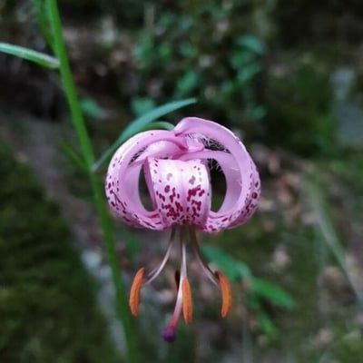 Lilium martagon — flower