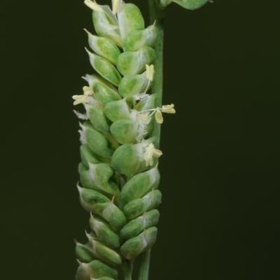 Beckmannia syzigachne — flower
