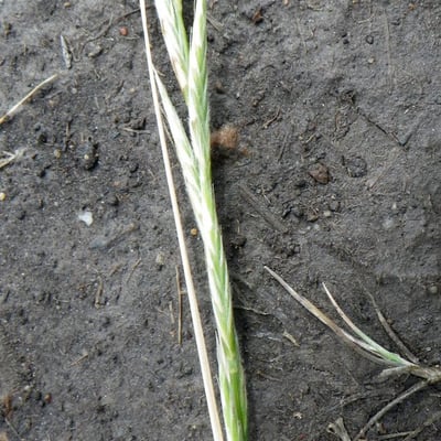 Brachypodium pinnatum — flower