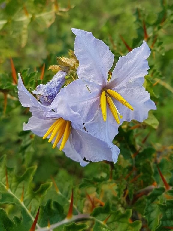 Sticky nightshade