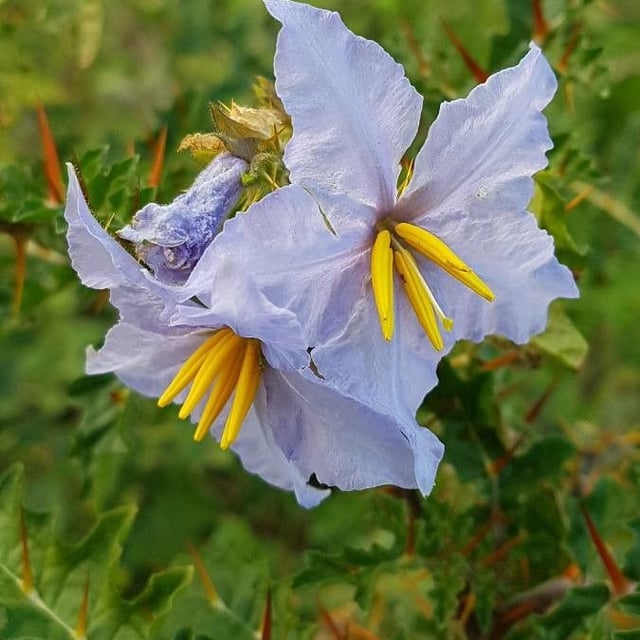 Solanum sisymbriifolium — flower