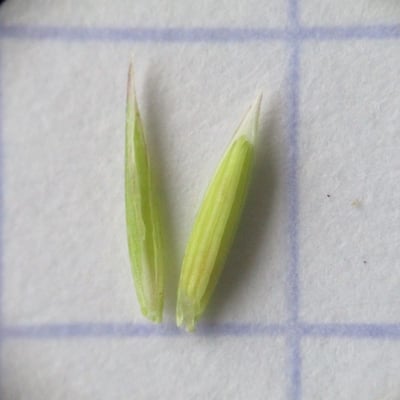 Festuca marginata — flower