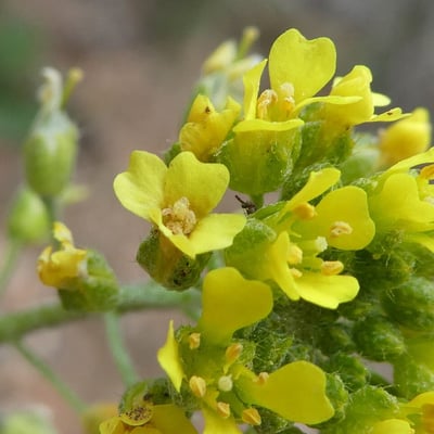 Alyssum montanum — flower
