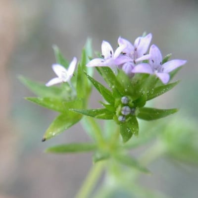 Sherardia arvensis — flower