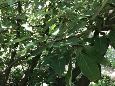 Neolitsea sericea