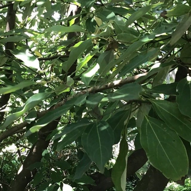 Neolitsea sericea — leaf