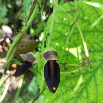 Mucuna pruriens — flower