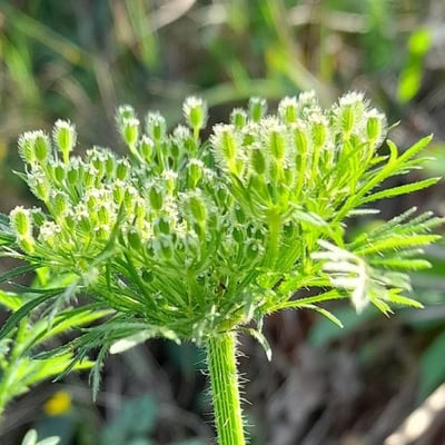 Daucus pusillus — flower