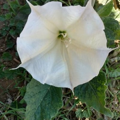 Datura wrightii — flower