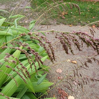 Setaria palmifolia — flower