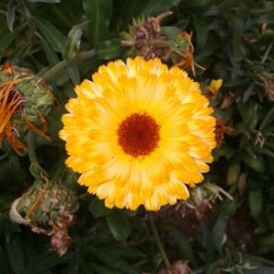 Calendula officinalis — flower