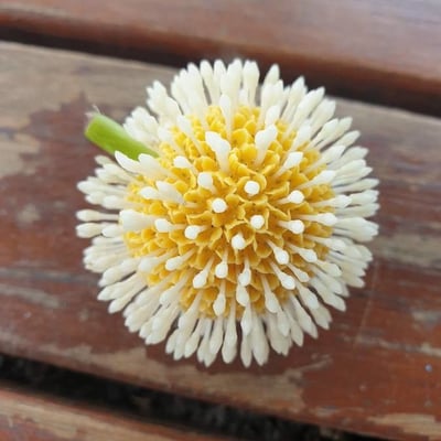 Neolamarckia cadamba — flower