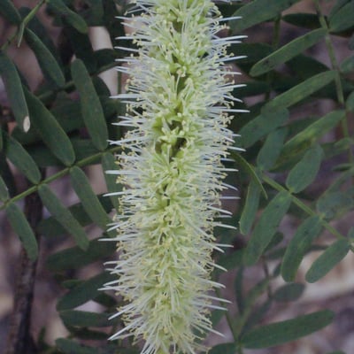Prosopis juliflora — flower