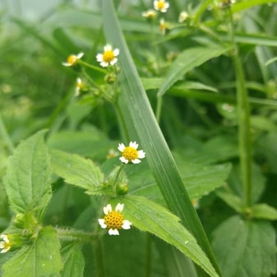 Galinsoga parviflora — flower