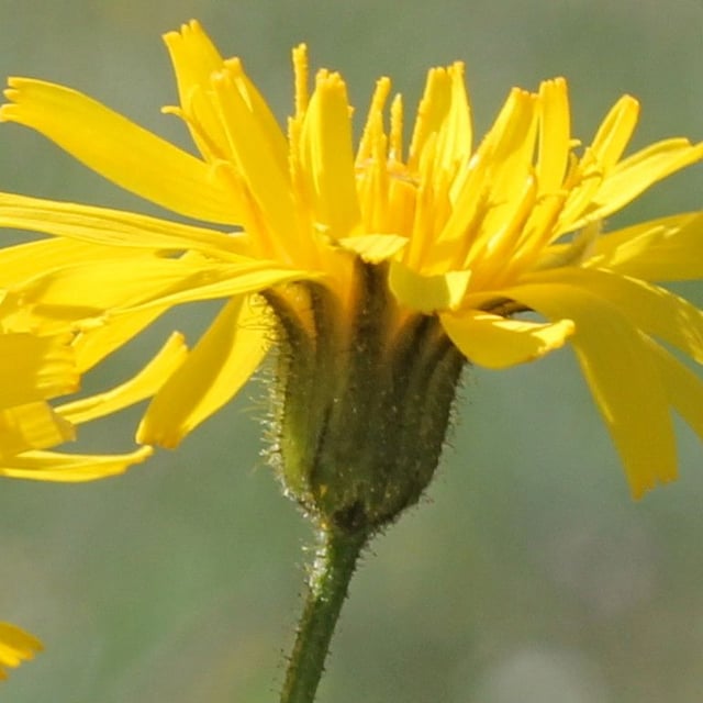 Crepis mollis — flower