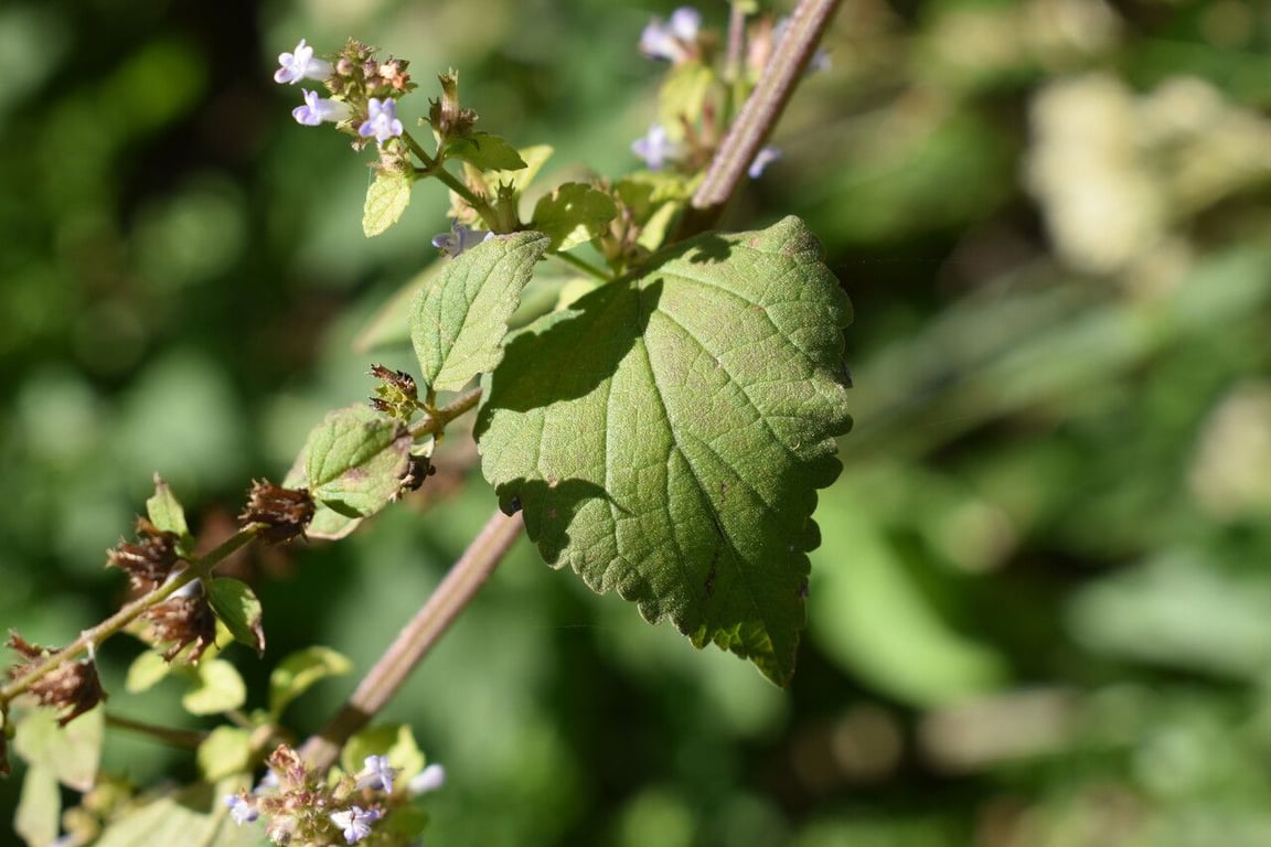 Tropical bushmint