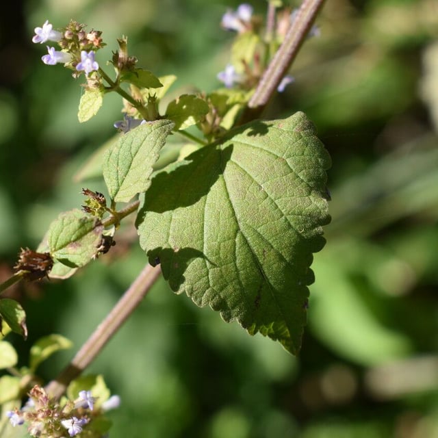 Cantinoa mutabilis — flower
