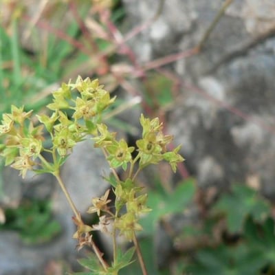 Alchemilla fissa — flower