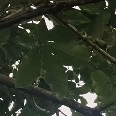 Vitex doniana — leaf