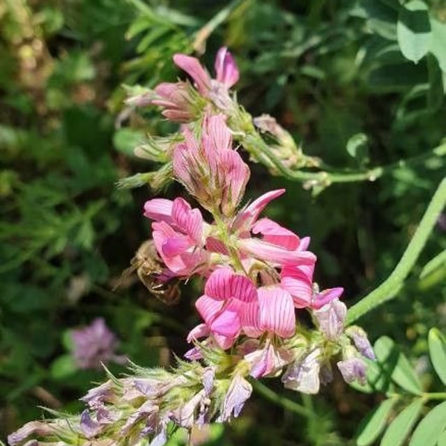 Onobrychis arenaria — flower
