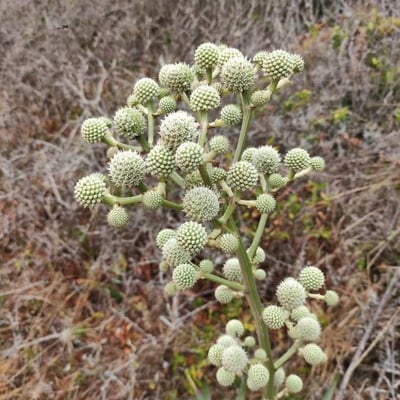 Eryngium yuccifolium — flower