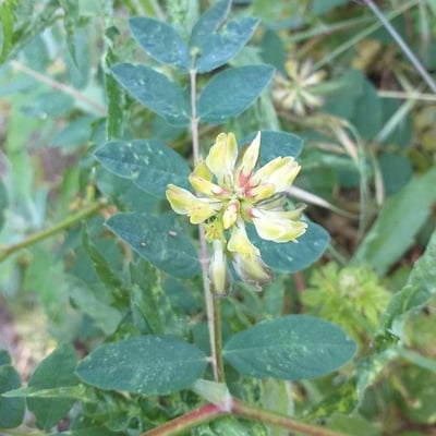 Astragalus glycyphyllos — flower
