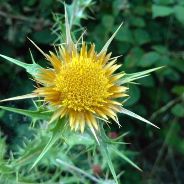 Carlina corymbosa — flower